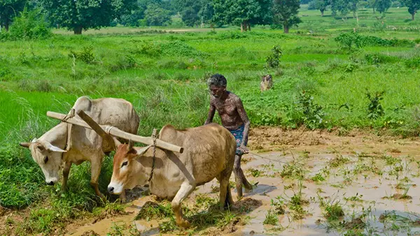 दुनियाभर में 75% किसानों पर जलवायु परिवर्तन की मार, भारत का अन्नदाता और भी ज्यादा परेशान: रिपोर्ट दुनियाभर में 75% किसानों पर जलवायु परिवर्तन की मार, भारत का अन्नदाता और भी ज्यादा परेशान: रिपोर्ट