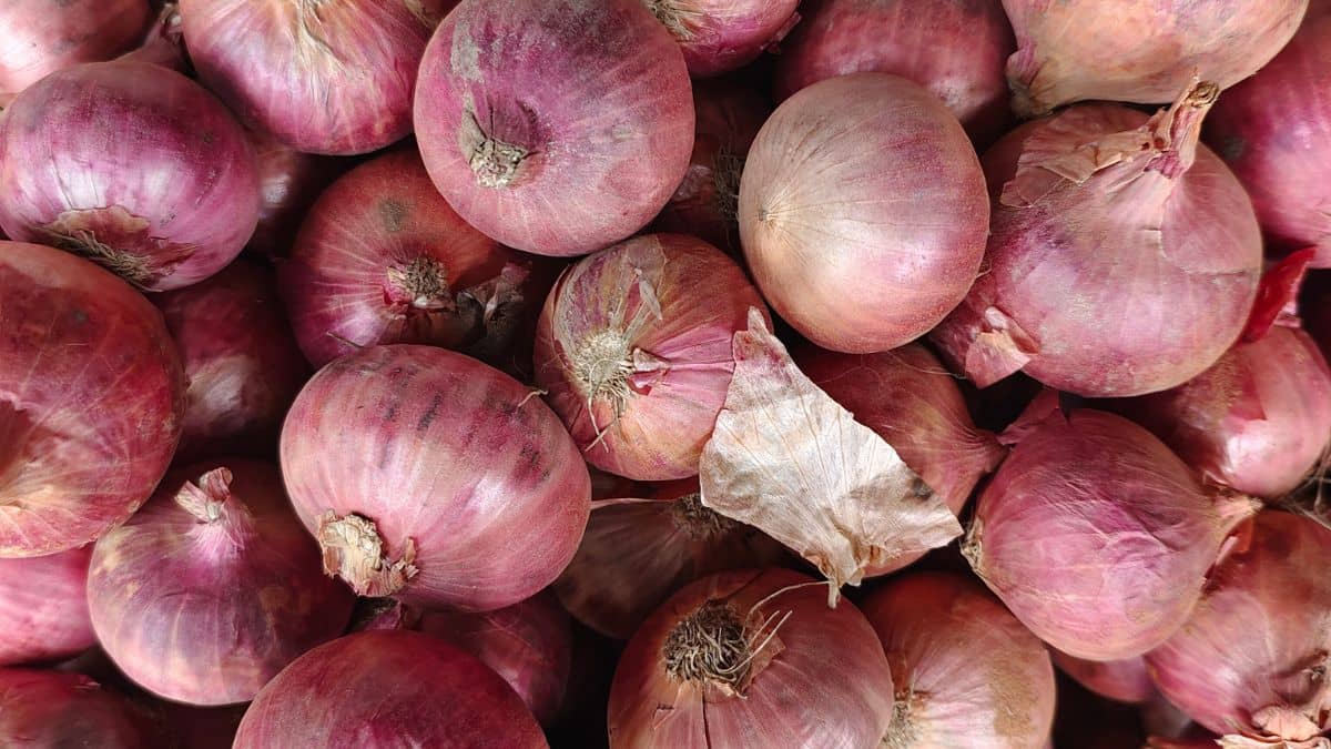 प्याज की बढ़ती कीमतों पर लगेगा लगाम, सरकार ने लिया ये बड़ा फैसला प्याज की बढ़ती कीमतों पर लगेगा लगाम, सरकार ने लिया ये बड़ा फैसला