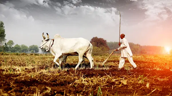 फसल बीमा की कट ऑफ डेट जारी, जल्द करें अप्लाई वरना नहीं मिलेगा मुआवजा फसल बीमा की कट ऑफ डेट जारी, जल्द करें अप्लाई वरना नहीं मिलेगा मुआवजा