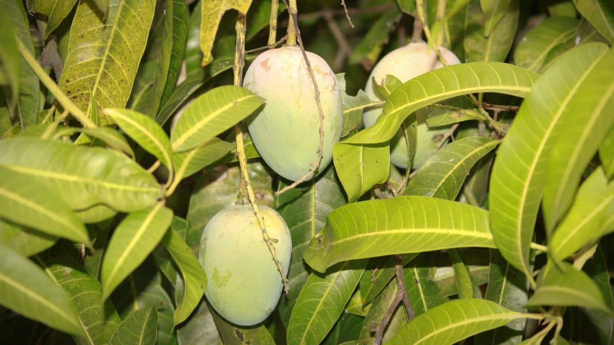 अमेरिका ने किया भारतीय आम का स्वाद फीका, 15 शिपमेंट किए रिजेक्ट; 4 करोड़ से ज्यादा का नुकसान अमेरिका ने किया भारतीय आम का स्वाद फीका, 15 शिपमेंट किए रिजेक्ट; 4 करोड़ से ज्यादा का नुकसान