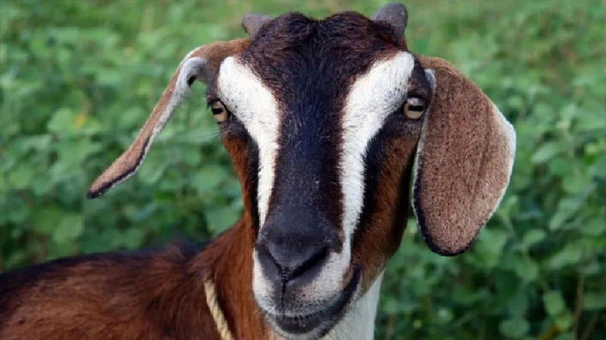 छोटे किसानों के लिए गाय से कम नहीं हैं ये बकरियां, रोज देती हैं 4 से 5 लीटर दूध छोटे किसानों के लिए गाय से कम नहीं हैं ये बकरियां, रोज देती हैं 4 से 5 लीटर दूध