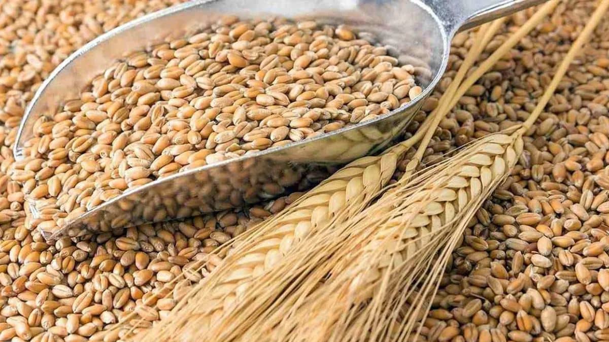 सरकार ने जमाखोरी रोकने के लिए तय की गेहूं की स्टॉक लिमिट, क्या अब कीमतों में आएगी गिरावट? सरकार ने जमाखोरी रोकने के लिए तय की गेहूं की स्टॉक लिमिट, क्या अब कीमतों में आएगी गिरावट?