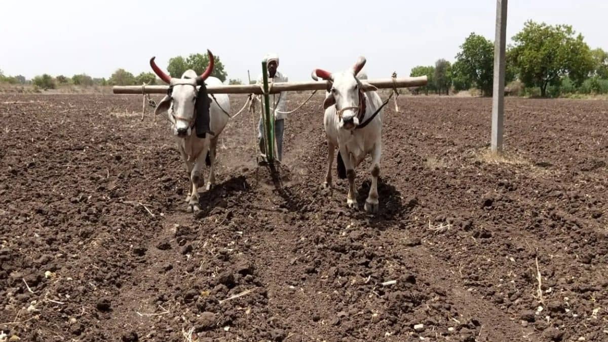 सरकार ने जारी की एडवाइजरी, UP सहित 4 राज्यों के किसान इन फसलों की करें बुवाई, अभी अनुकूल है मौसम सरकार ने जारी की एडवाइजरी, UP सहित 4 राज्यों के किसान इन फसलों की करें बुवाई, अभी अनुकूल है मौसम