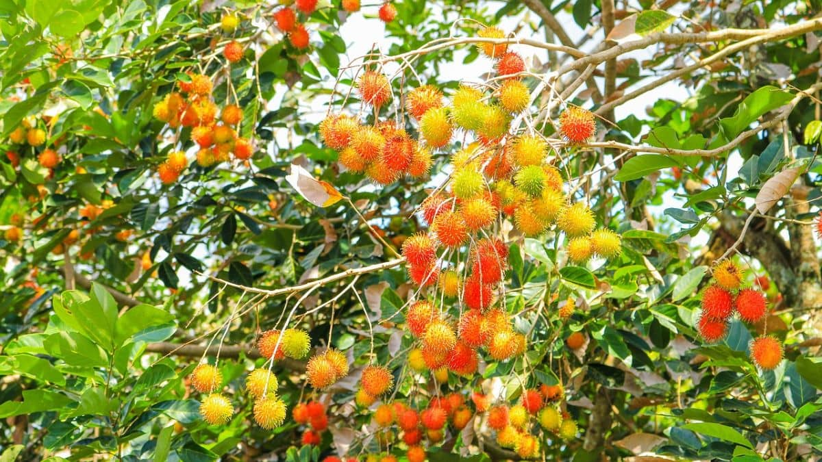 रामबुतान और ड्रैगनफ्रूट की खेती ने बना दिया करोड़पति, कभी पैसों की तंगी के चलते छोड़नी पड़ी थी पढ़ाई रामबुतान और ड्रैगनफ्रूट की खेती ने बना दिया करोड़पति, कभी पैसों की तंगी के चलते छोड़नी पड़ी थी पढ़ाई