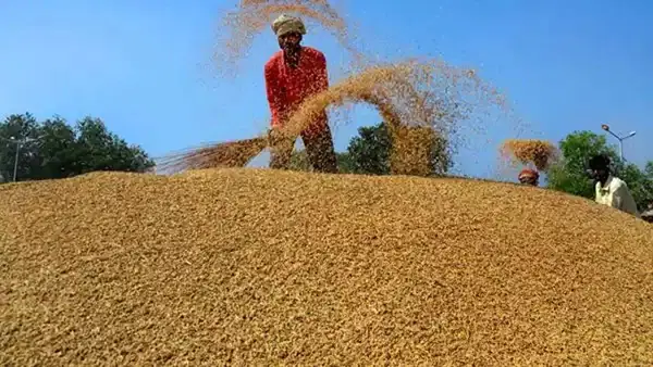 हरियाणा के किसानो को दिवाली का तोहफा, तय तारीख से पहले धान की खरीद शुरू, लाडवा अनाज मंडी से हुआ शुभारंभ हरियाणा के किसानो को दिवाली का तोहफा, तय तारीख से पहले धान की खरीद शुरू, लाडवा अनाज मंडी से हुआ शुभारंभ