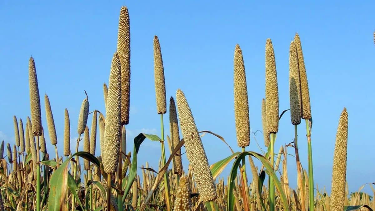 हरियाणा के झज्जर में इतने हजार किसानों ने बेचा बाजरा, खातों में किया गया 93 करोड़ रुपये का भुगतान हरियाणा के झज्जर में इतने हजार किसानों ने बेचा बाजरा, खातों में किया गया 93 करोड़ रुपये का भुगतान