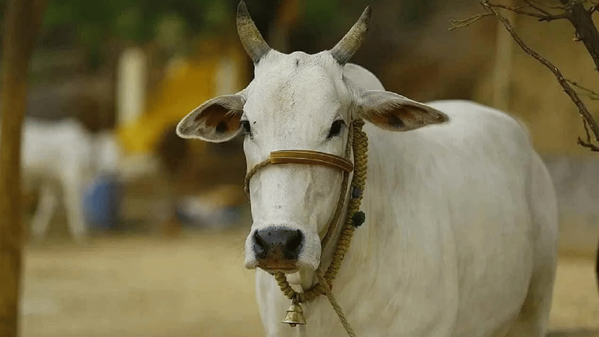 दुधारू पशुओं को ठंड से बचाने के लिए गौशाला में बनाएं इस तरह का शेड, शाम को गलती से भी नहीं दें हरा चरा… दुधारू पशुओं को ठंड से बचाने के लिए गौशाला में बनाएं इस तरह का शेड, शाम को गलती से भी नहीं दें हरा चरा…