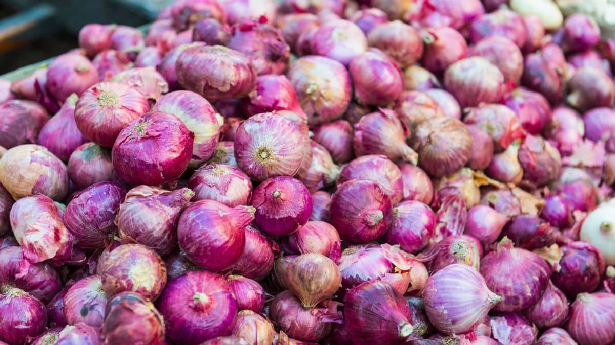 यहां 110 रुपये किलो बिक रहा है प्याज, इस वजह से कीमतों में हुई भारी बढ़ोतरी यहां 110 रुपये किलो बिक रहा है प्याज, इस वजह से कीमतों में हुई भारी बढ़ोतरी