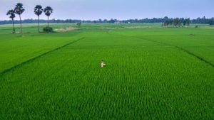 इस बार अच्छी रहेगी पैदावार, अच्छे मानसून से सरकार की बढ़ी उम्मीद