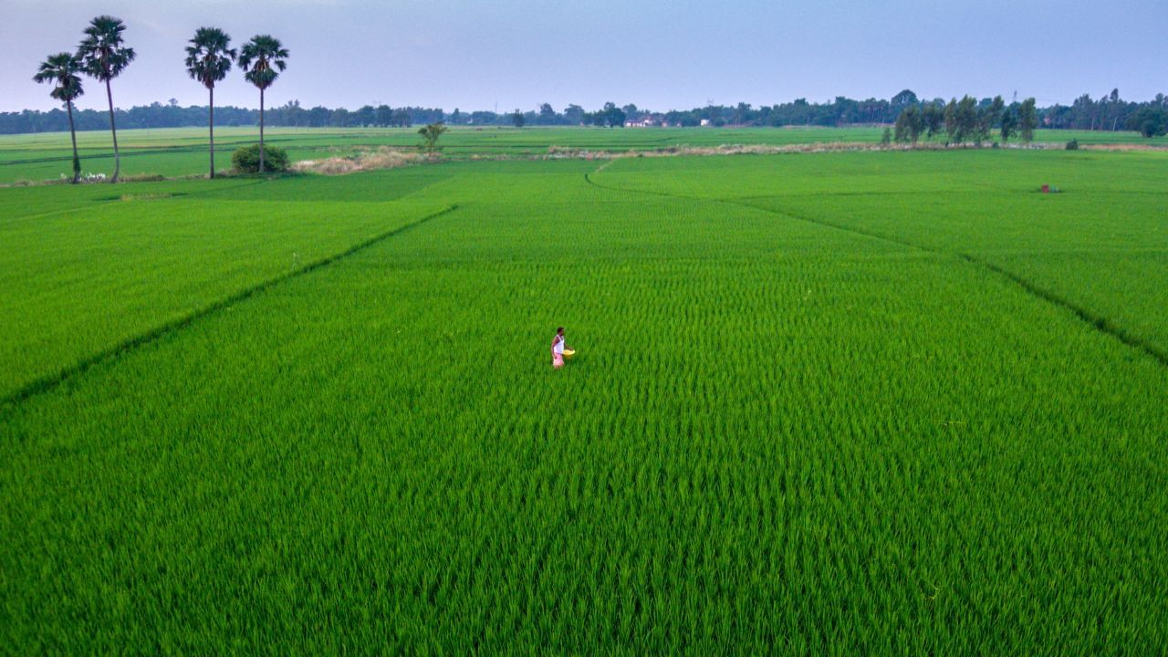 इस बार रिकॉर्ड चावल उत्पादन की उम्मीद, दलहन में आएगी बड़ी गिरावट ! सरकार ने जारी किया अनुमान इस बार रिकॉर्ड चावल उत्पादन की उम्मीद, दलहन में आएगी बड़ी गिरावट ! सरकार ने जारी किया अनुमान