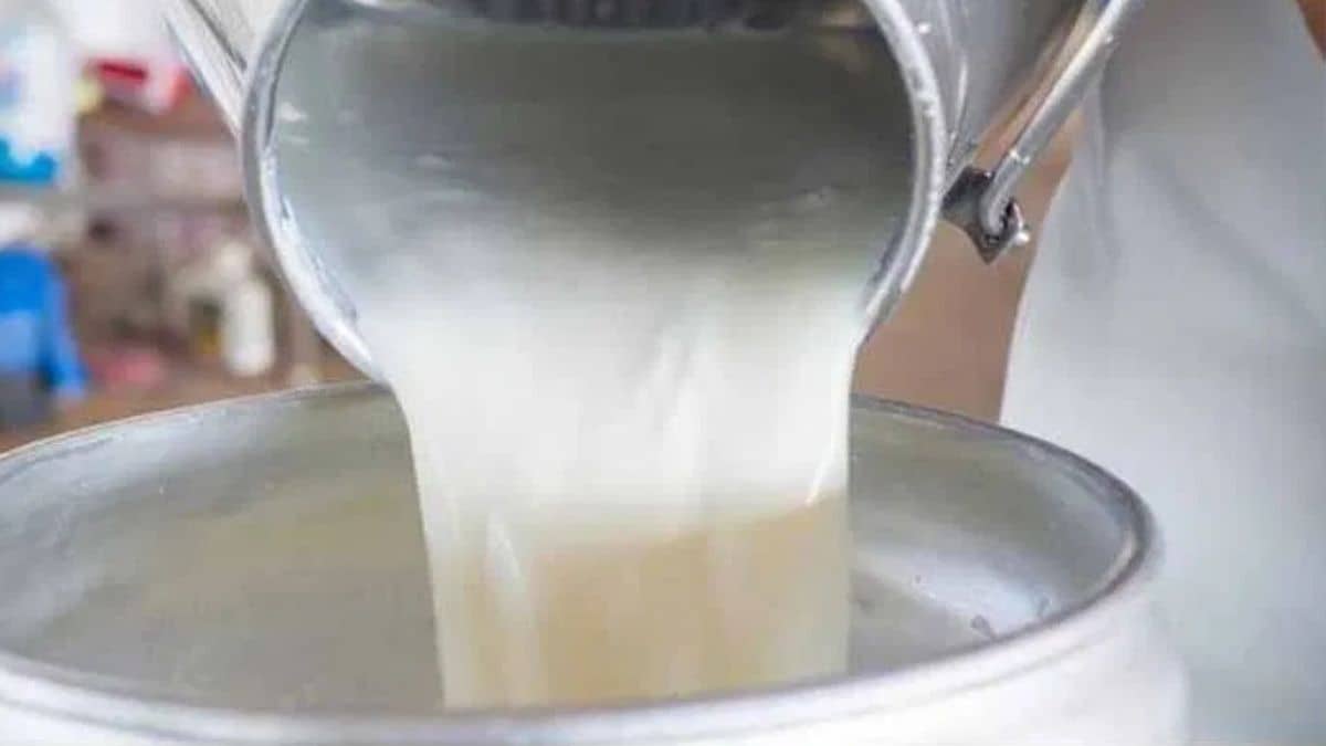 भैंसों की 16 फीसदी कम हुई दूध देने की क्षमता, फिर भी देश में बढ़ गया उत्पादन भैंसों की 16 फीसदी कम हुई दूध देने की क्षमता, फिर भी देश में बढ़ गया उत्पादन