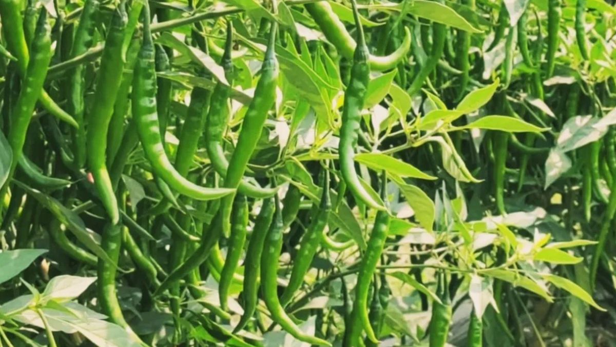 मिर्च की फसल पर ‘ब्लैक थ्रिप्स’ का अटैक, हरियाणा सहित इन राज्यों में भारी नुकसान की संभावना मिर्च की फसल पर ‘ब्लैक थ्रिप्स’ का अटैक, हरियाणा सहित इन राज्यों में भारी नुकसान की संभावना