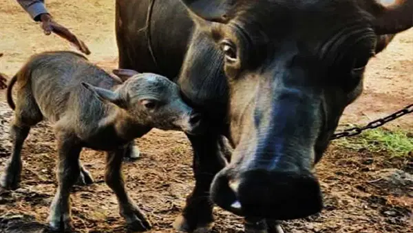 इस नस्ल की 1 भैंस से UP के किसान की बदली किस्मत, अब महीने में हो रही है लाखों रुपये की इनकम इस नस्ल की 1 भैंस से UP के किसान की बदली किस्मत, अब महीने में हो रही है लाखों रुपये की इनकम