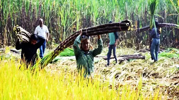 GDP में 3 फीसदी होगा शुगर इंडस्ट्री का योगदान, जाने क्या है सरकार का प्लान GDP में 3 फीसदी होगा शुगर इंडस्ट्री का योगदान, जाने क्या है सरकार का प्लान