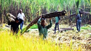 कैबिनेट ने गन्ने का FRP ₹365 प्रति क्विंटल किया तय, एविएशन और MSMEs के लिए 18100 करोड़ की क्रेडिट योजना को मंजूरी