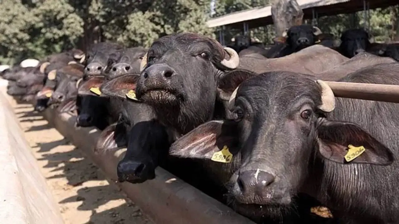 मौसम के हिसाब से बदलिए पशुओं की खुराक, जानें किस महीने में खिलाएं कौन सा चारा मौसम के हिसाब से बदलिए पशुओं की खुराक, जानें किस महीने में खिलाएं कौन सा चारा