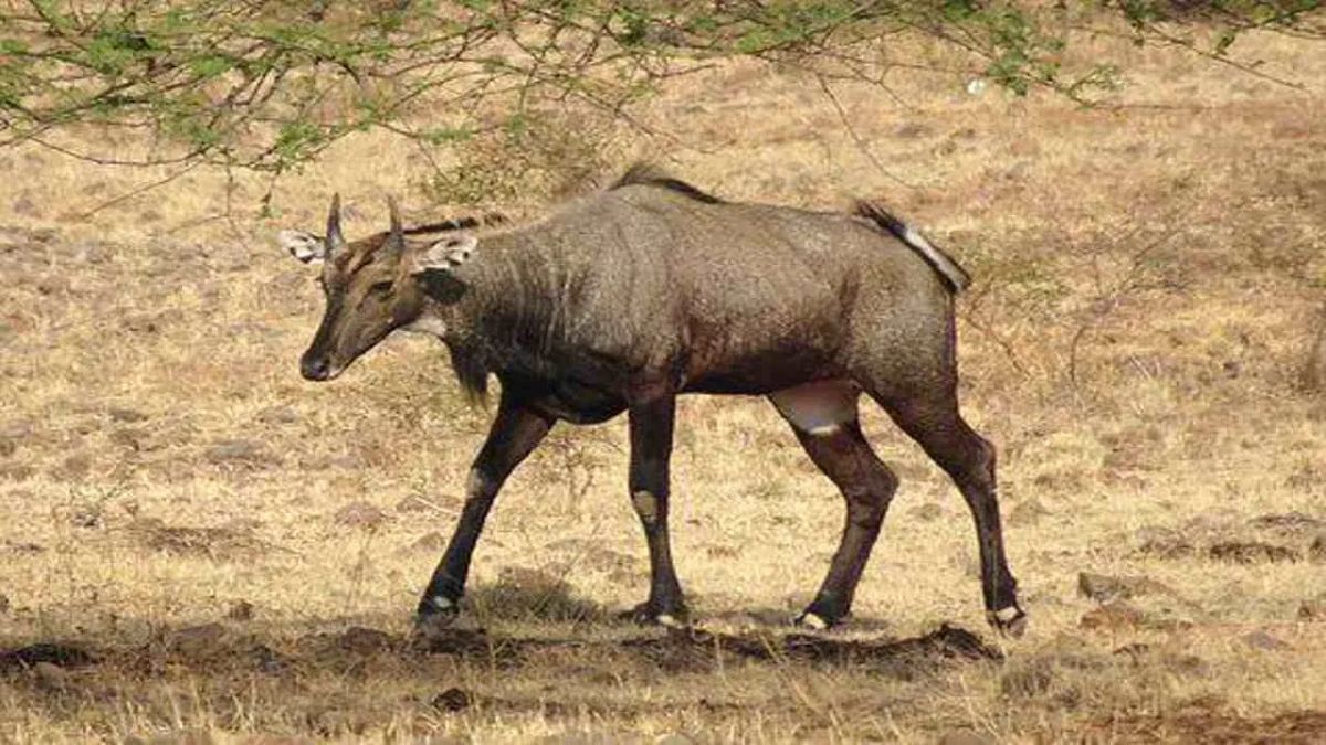 गेहूं- आलू के खेत में इस फसल की करें बुवाई, सुगंध से दूर भागेंगी नीलगाय, साथ में एक्स्ट्रा कमाई भी