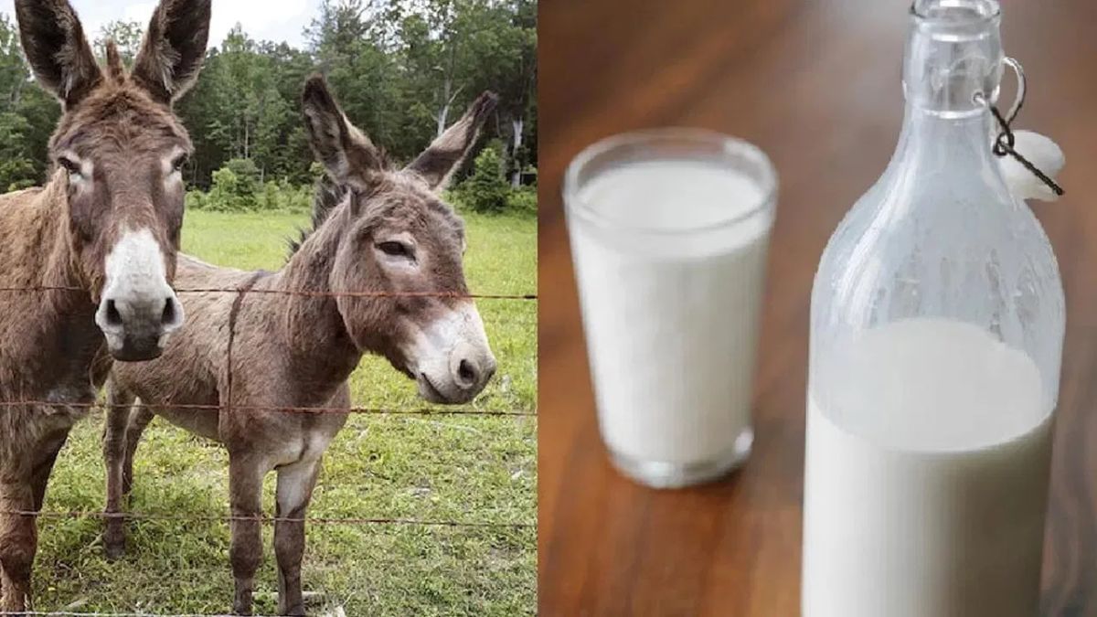 गधी-ऊंटनी के दूध में कौन है महंगा, जानें एक लीटर का कितना है दाम गधी-ऊंटनी के दूध में कौन है महंगा, जानें एक लीटर का कितना है दाम