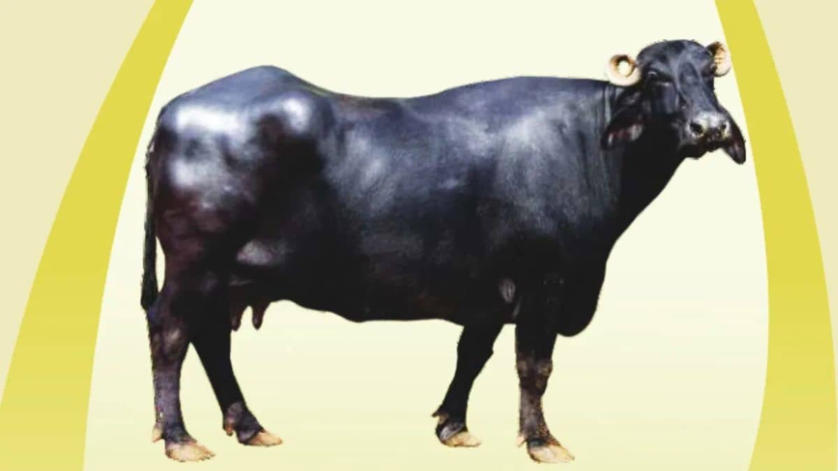 महीने में 30000 रुपये की कमाई करवाएगी ये भैंस, रोज 20 लीटर तक दे सकती है दूध महीने में 30000 रुपये की कमाई करवाएगी ये भैंस, रोज 20 लीटर तक दे सकती है दूध