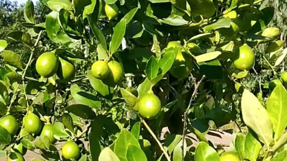 नींबू की खेती से मालामाल हुआ राजस्थान का किसान, ऐसे कर रहा है 20 लाख रुपये की कमाई नींबू की खेती से मालामाल हुआ राजस्थान का किसान, ऐसे कर रहा है 20 लाख रुपये की कमाई