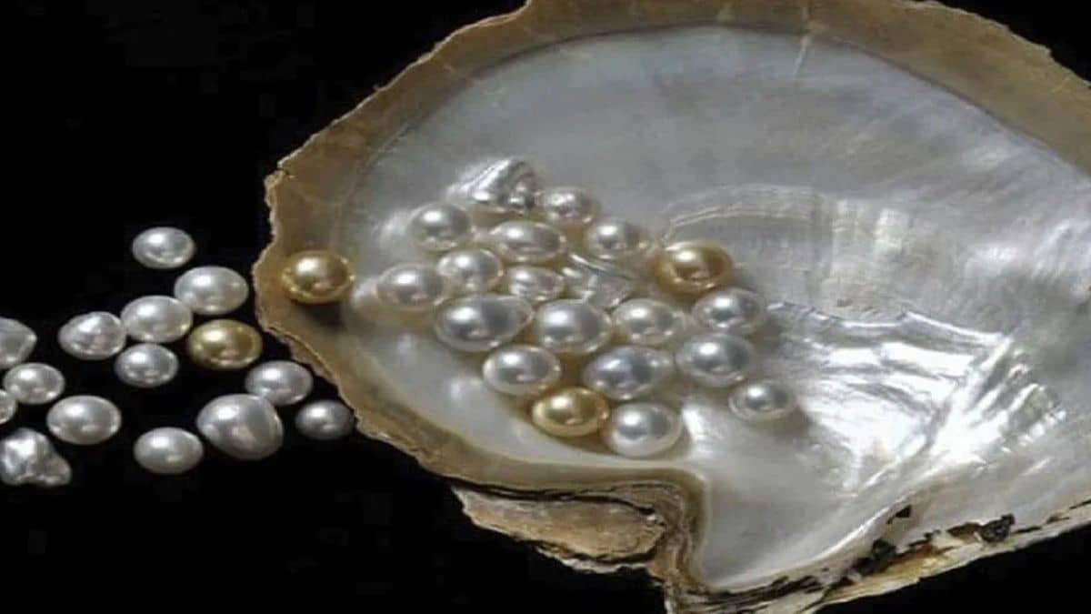 25 हजार रुपये में शुरू करें मोती की खेती, एक साल में होगी 5 गुना अधिक कमाई 25 हजार रुपये में शुरू करें मोती की खेती, एक साल में होगी 5 गुना अधिक कमाई