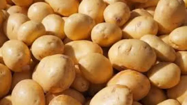 किसानों के लिए बड़ा तोहफा! यूपी में 20 लाख टन आलू खरीदेगी सरकार; इन राज्यों को भी मिलेगा फायदा किसानों के लिए बड़ा तोहफा! यूपी में 20 लाख टन आलू खरीदेगी सरकार; इन राज्यों को भी मिलेगा फायदा
