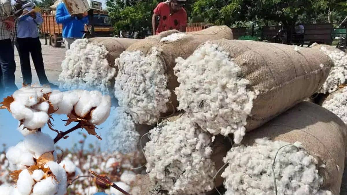 महाराष्ट्र में MSP से भी नीचे गिरा कपास का भाव, जानें क्या है ताजा मंडी रेट महाराष्ट्र में MSP से भी नीचे गिरा कपास का भाव, जानें क्या है ताजा मंडी रेट