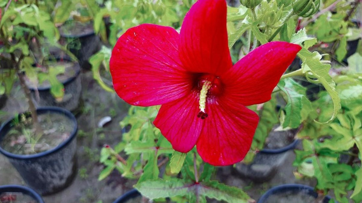 फूलों से लद जाएगा गमले में लगा गुड़हल का पौधा, आलू से ऐसे करें ट्रीटमेंट फूलों से लद जाएगा गमले में लगा गुड़हल का पौधा, आलू से ऐसे करें ट्रीटमेंट