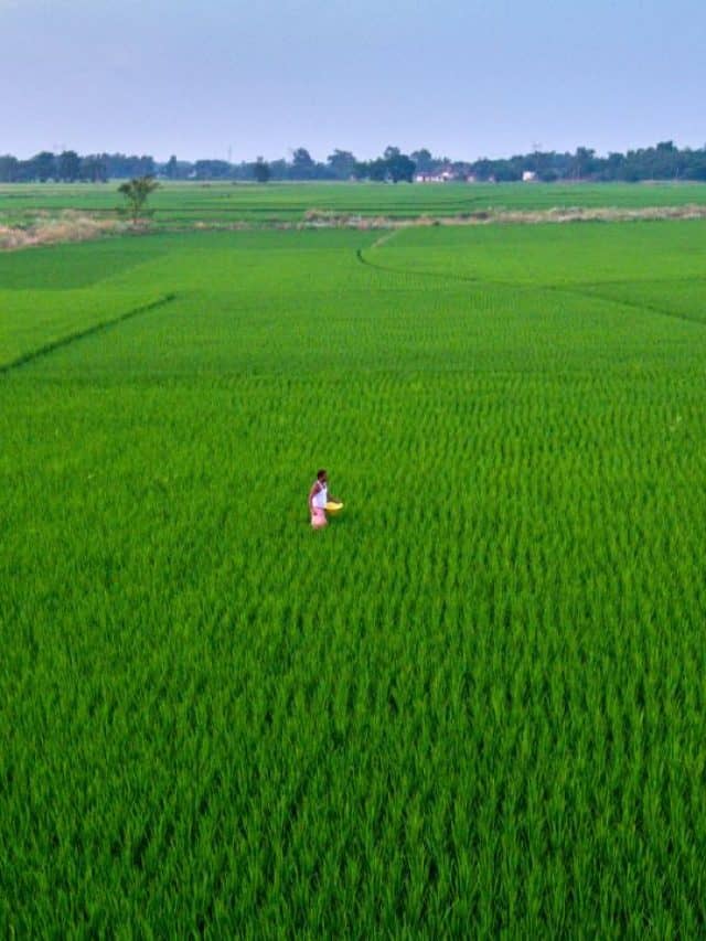 धान की बुआई 3.71 फीसदी घटी, कर्नाटक और तेलंगाना में सबसे ज्यादा गिरावट; दालों का रकबा बढ़ा धान की बुआई 3.71 फीसदी घटी, कर्नाटक और तेलंगाना में सबसे ज्यादा गिरावट; दालों का रकबा बढ़ा