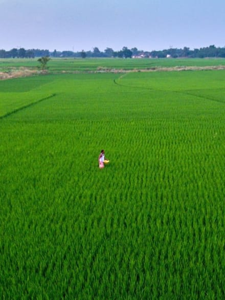धान की बुआई 3.71 फीसदी घटी, कर्नाटक और तेलंगाना में सबसे ज्यादा गिरावट; दालों का रकबा बढ़ा