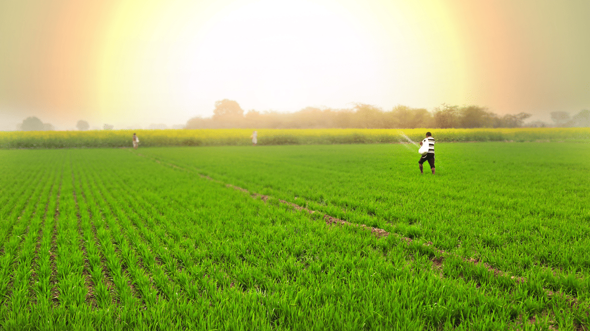 25 लाख टन यूरिया आयात करेगी सरकार, खरीफ फसलों के लिए तैयारी तेज; जारी हुआ टेंडर 25 लाख टन यूरिया आयात करेगी सरकार, खरीफ फसलों के लिए तैयारी तेज; जारी हुआ टेंडर