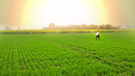 25 लाख टन यूरिया आयात करेगी सरकार, खरीफ फसलों के लिए तैयारी तेज; जारी हुआ टेंडर