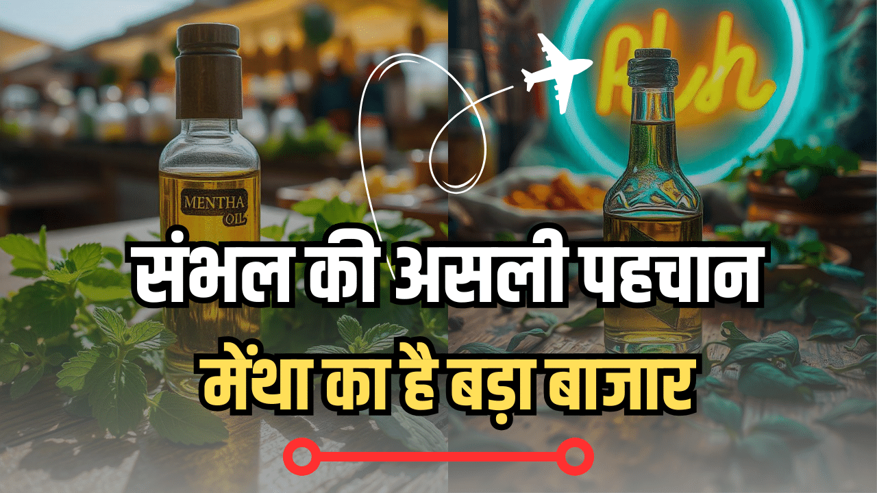 मैं हिंसा वाला संभल नहीं, पूरी दुनिया मुझे मेंथा के लिए है जानती मैं हिंसा वाला संभल नहीं, पूरी दुनिया मुझे मेंथा के लिए है जानती