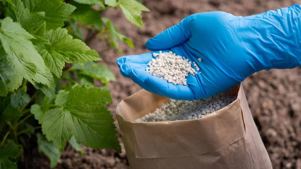 नए साल में किसानों की जेब पर बढ़ने वाला है बोझ, 1 जनवरी से महंगी हो सकती है ये खाद, जानें वजह नए साल में किसानों की जेब पर बढ़ने वाला है बोझ, 1 जनवरी से महंगी हो सकती है ये खाद, जानें वजह