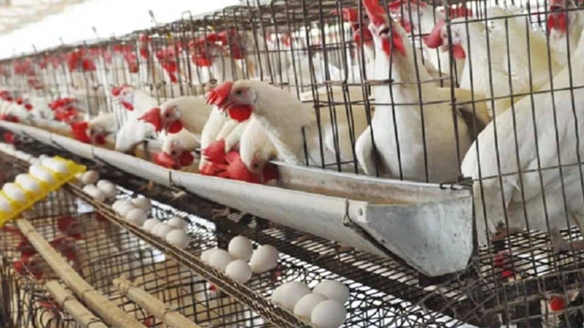 मुंबई के बाद कोलकाता में अंडा हुआ महंगा, कीमतों में 25 फीसदी का उछाल मुंबई के बाद कोलकाता में अंडा हुआ महंगा, कीमतों में 25 फीसदी का उछाल