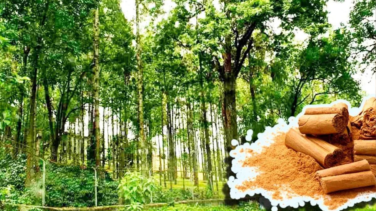 पुष्पा में खूब दिखा है चंदन का बिजनेस, जानें कैसे करें खेती और कितनी होगी कमाई पुष्पा में खूब दिखा है चंदन का बिजनेस, जानें कैसे करें खेती और कितनी होगी कमाई