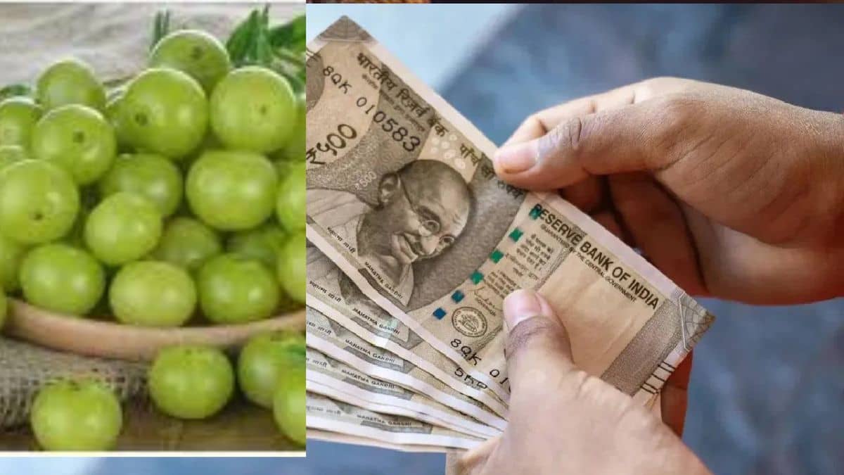 20 हजार के निवेश से चमक गई किस्मत, अब ऐसे कर रहे 4 से 5 लाख रुपये की कमाई 20 हजार के निवेश से चमक गई किस्मत, अब ऐसे कर रहे 4 से 5 लाख रुपये की कमाई