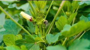 Terrace Farming: गमले में भी उगा सकते हैं भिंडी, बहुत आसान है तरीका