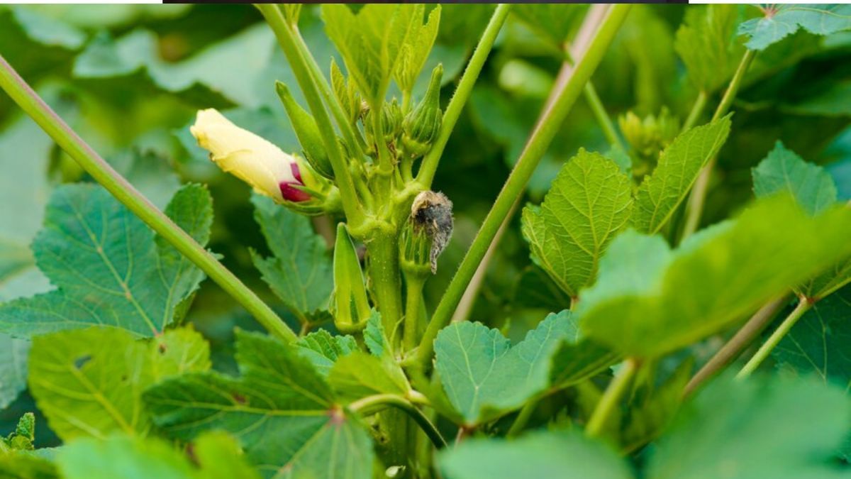 Terrace Farming: गमले में भी उगा सकते हैं भिंडी, बहुत आसान है तरीका