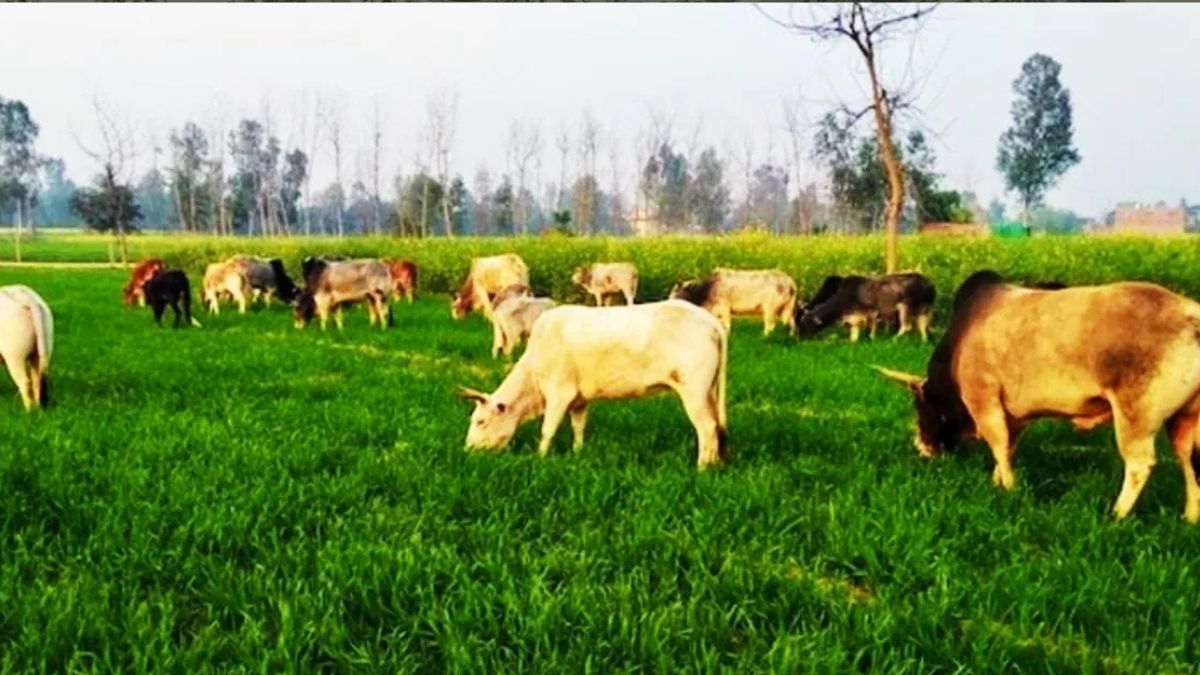 अब फसलों को बर्बाद नहीं कर पाएंगे पशु, इस सरकारी योजना से मिलेगी सुरक्षा, तुरंत करें आवेदन