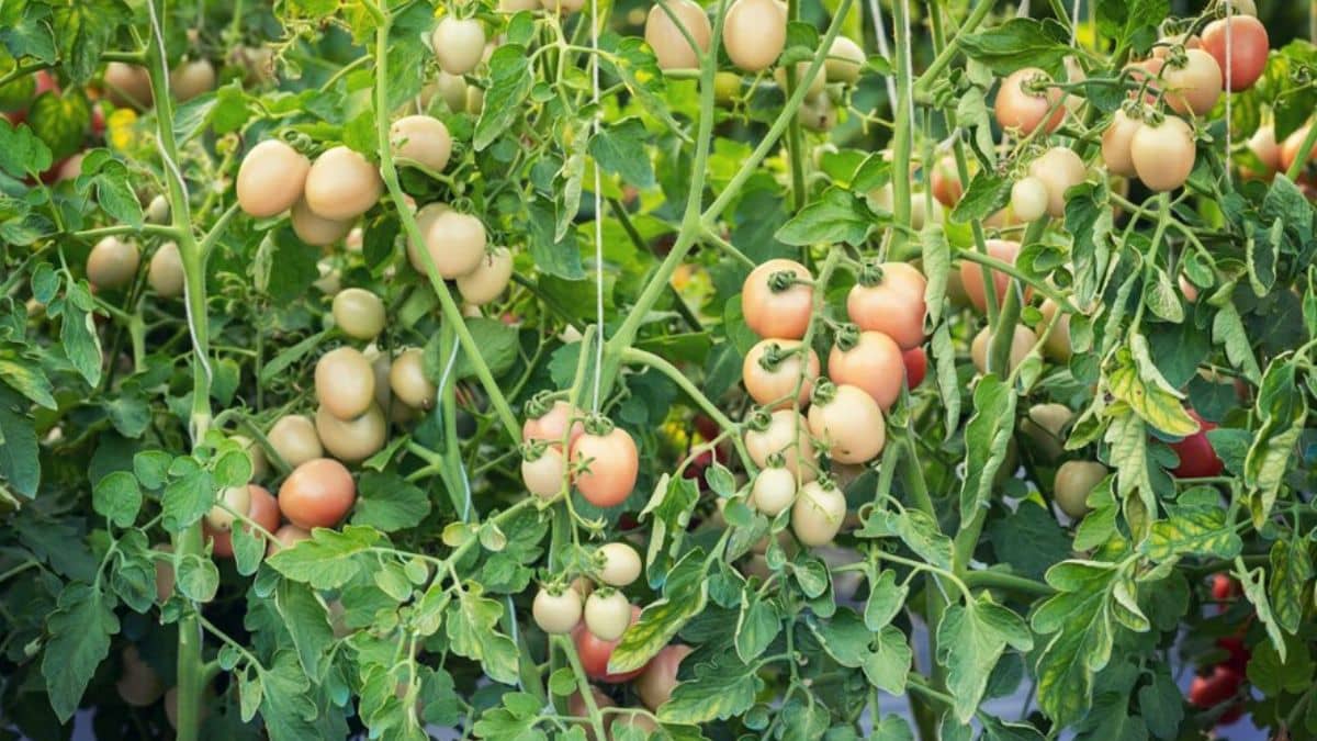 आलू-टमाटर को लेट ब्लाइट रोग से बचाने के लिए करें ये उपाय, नहीं बर्बाद होगी फसल आलू-टमाटर को लेट ब्लाइट रोग से बचाने के लिए करें ये उपाय, नहीं बर्बाद होगी फसल