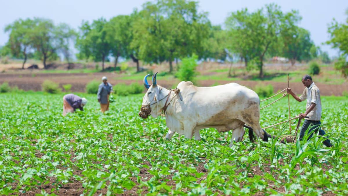 खरीफ बुआई में इस साल तेजी, अब तक 932.93 लाख हेक्टेयर में हो चुकी है बुआई: कृषि राज्य मंत्री खरीफ बुआई में इस साल तेजी, अब तक 932.93 लाख हेक्टेयर में हो चुकी है बुआई: कृषि राज्य मंत्री