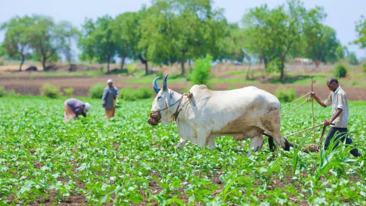 Budget 2025: सरकार कृषि आवंटन में कर सकती है 15 फीसदी की बढ़ोतरी, बढ़ सकती है KCC की लिमिट Budget 2025: सरकार कृषि आवंटन में कर सकती है 15 फीसदी की बढ़ोतरी, बढ़ सकती है KCC की लिमिट
