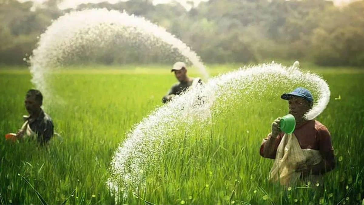 Budget 2025: किसानों के खातों में ट्रांसफर होगी उर्वरक सब्सिडी! सरकार कर रही है बड़ी तैयारी Budget 2025: किसानों के खातों में ट्रांसफर होगी उर्वरक सब्सिडी! सरकार कर रही है बड़ी तैयारी