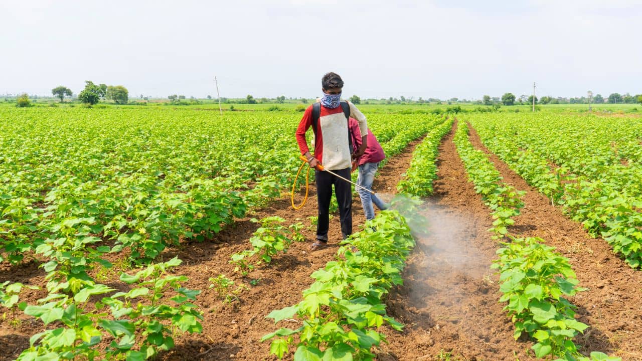 किसानों और खेतीहर मजदूरों के लिए सरकार देगी 12,000 रुपये, जानें किसे मिलेगा फायदा किसानों और खेतीहर मजदूरों के लिए सरकार देगी 12,000 रुपये, जानें किसे मिलेगा फायदा