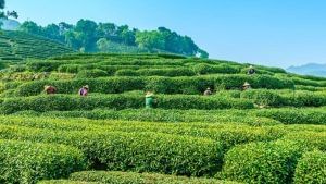 इन बागान में मिलती हैं देश की सबसे बेहतीन चाय, इस ब्लैक टी का पूरी दुनिया में बजता है डंका