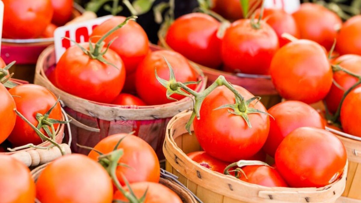 Tomato price fall: कौड़ियों के भाव बिक रहा टमाटर, फोन करने पर भी नहीं मिल रहे खरीदार Tomato price fall: कौड़ियों के भाव बिक रहा टमाटर, फोन करने पर भी नहीं मिल रहे खरीदार