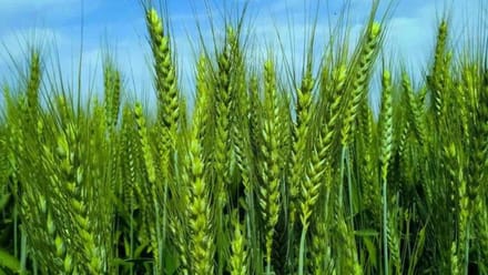इस सीजन रबी फसलों की बंपर पैदावार का अनुमान, गेहूं उत्पादन 120 मिलियन टन के पार; दलहन में भी बढ़ोतरी
