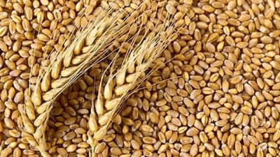 किसानों के लिए खुशखबरी, सरकार ने 25 लाख टन गेहूं और 5 लाख टन चीनी के निर्यात को दी हरी झंडी किसानों के लिए खुशखबरी, सरकार ने 25 लाख टन गेहूं और 5 लाख टन चीनी के निर्यात को दी हरी झंडी