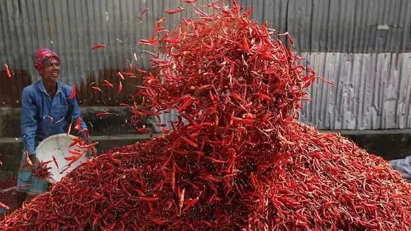 Chilli price fall: चीन के चलते 6000 रुपये सस्ती हुई मिर्च, जानें ताजा मंडी भाव Chilli price fall: चीन के चलते 6000 रुपये सस्ती हुई मिर्च, जानें ताजा मंडी भाव